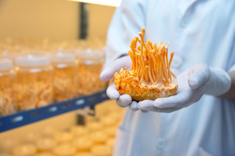 cordyceps farm in clean laboratory health ideas concept on hand of farmer in farm.