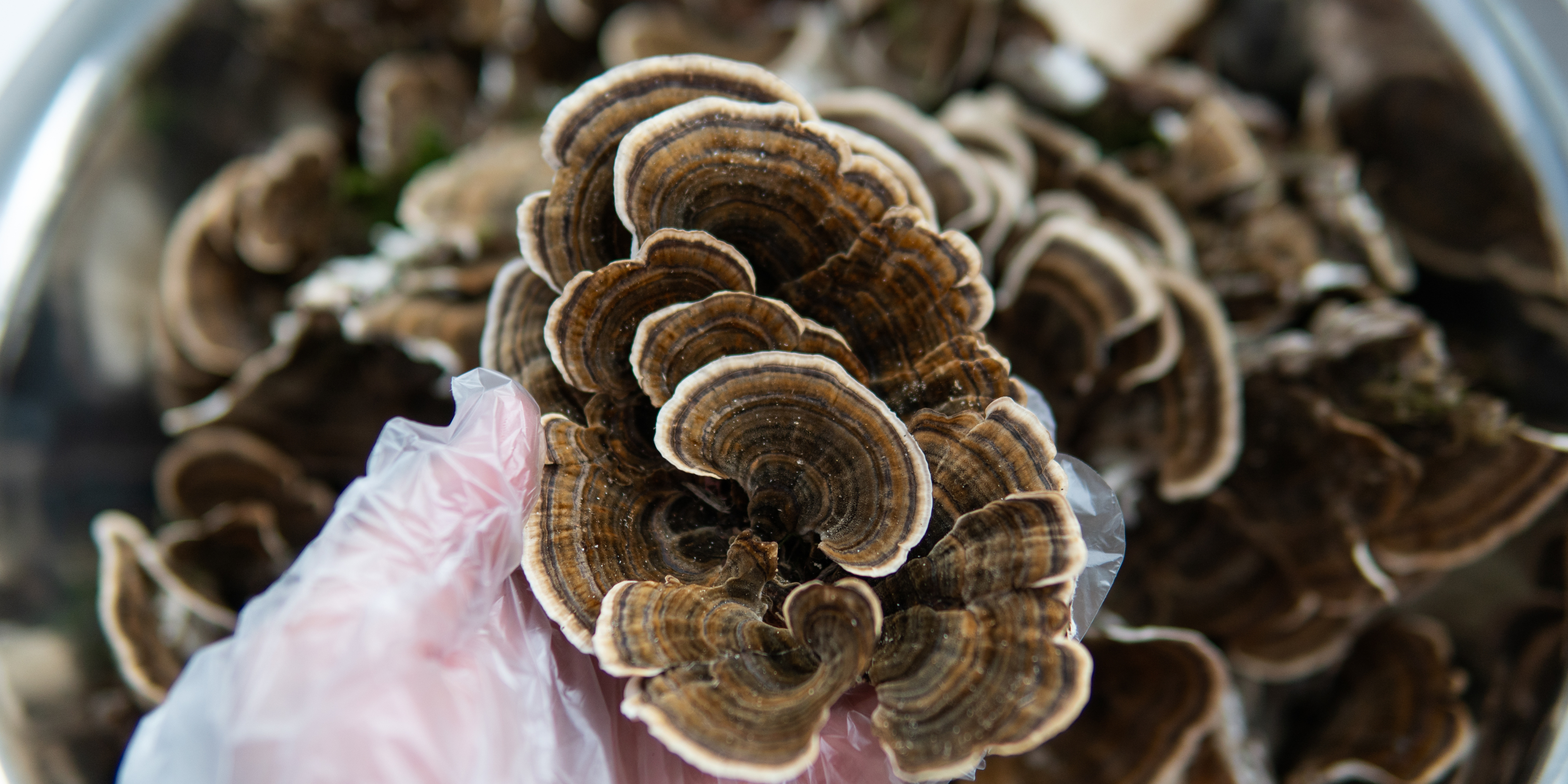 Turkey Tail Mushroom in gloved hand