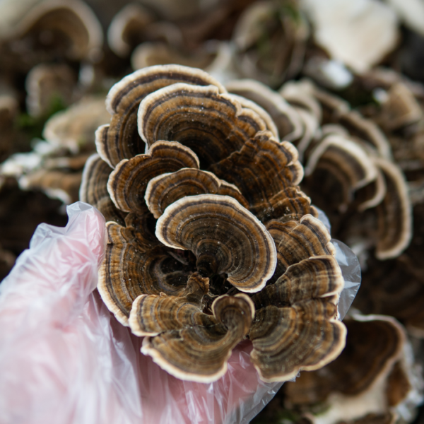 Turkey Tail mushroom with hand in gloves