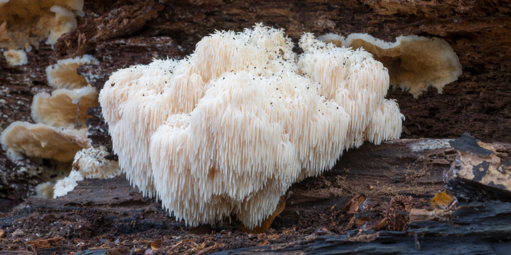 Lions Mane Mushroom