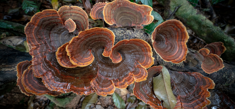 Turkey Tail Mushrooms