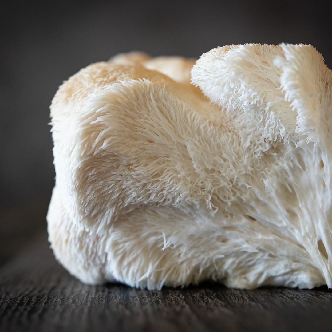 Lion's Mane fruiting body on a table