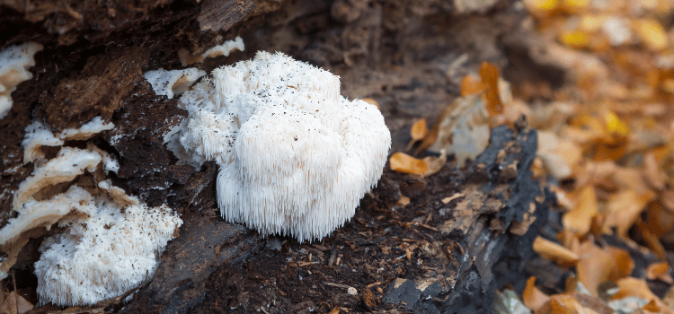 Lions Mane growing