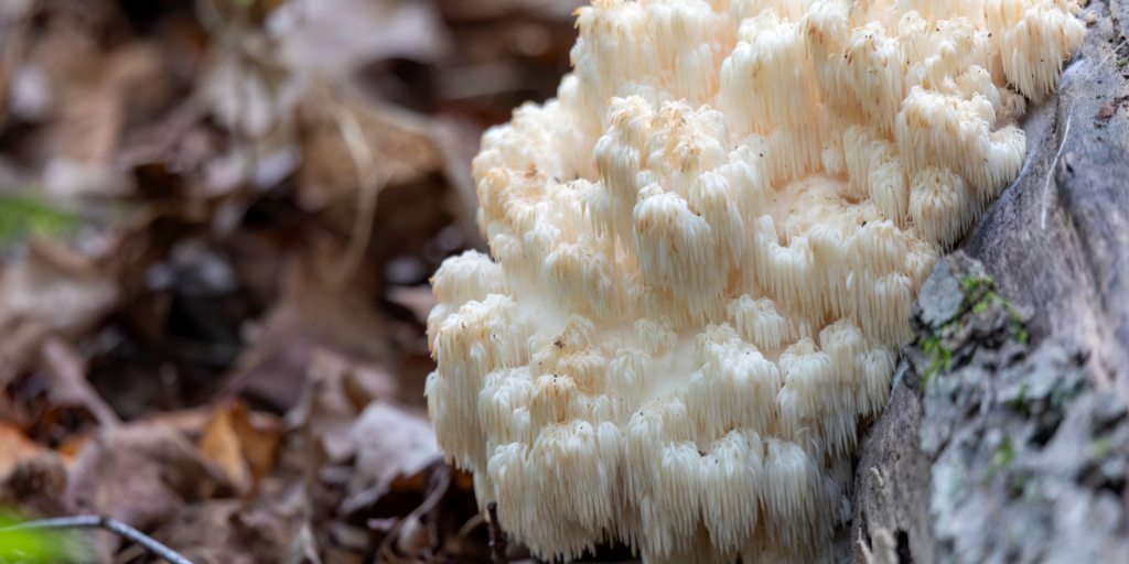 Lions mane mushroom growing on a tree