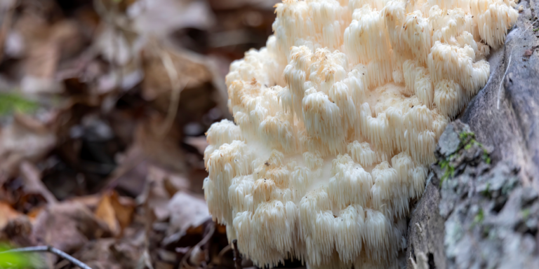 Lions mane mushroom growing on a tree