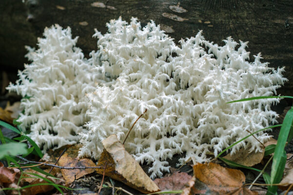 Australian Lion's Mane strain Hericium corralloides