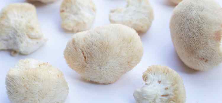 Fresh Lion's Mane mushrooms on a white table