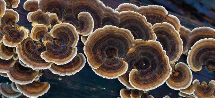 Health benefits of Turkey Tail Mushrooms